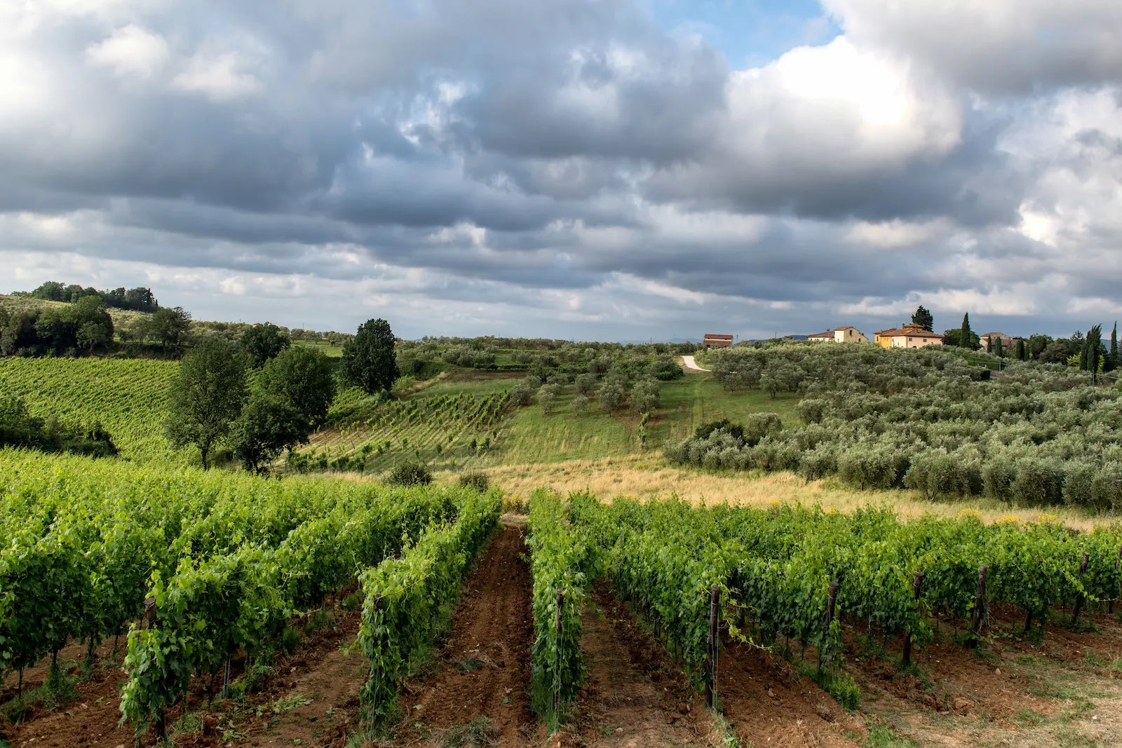 Italian Wine: A Guide to Regions, Grapes and Classifications