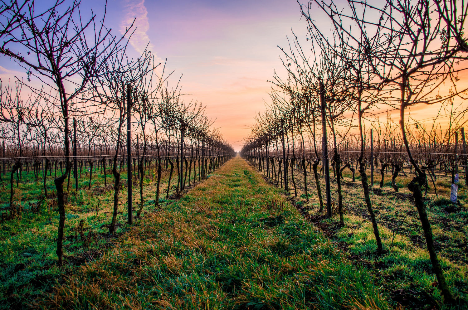 Pinot Noir Regions Compared: Burgundy, Yarra Valley, Mornington Peninsula and Central Otago