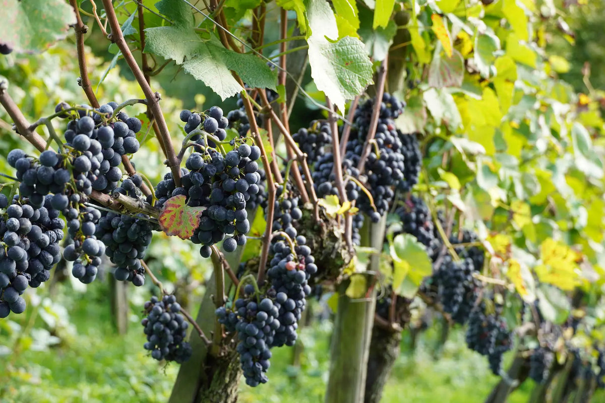 The Different Types of Red Wine Grapes: A Beginner's Guide